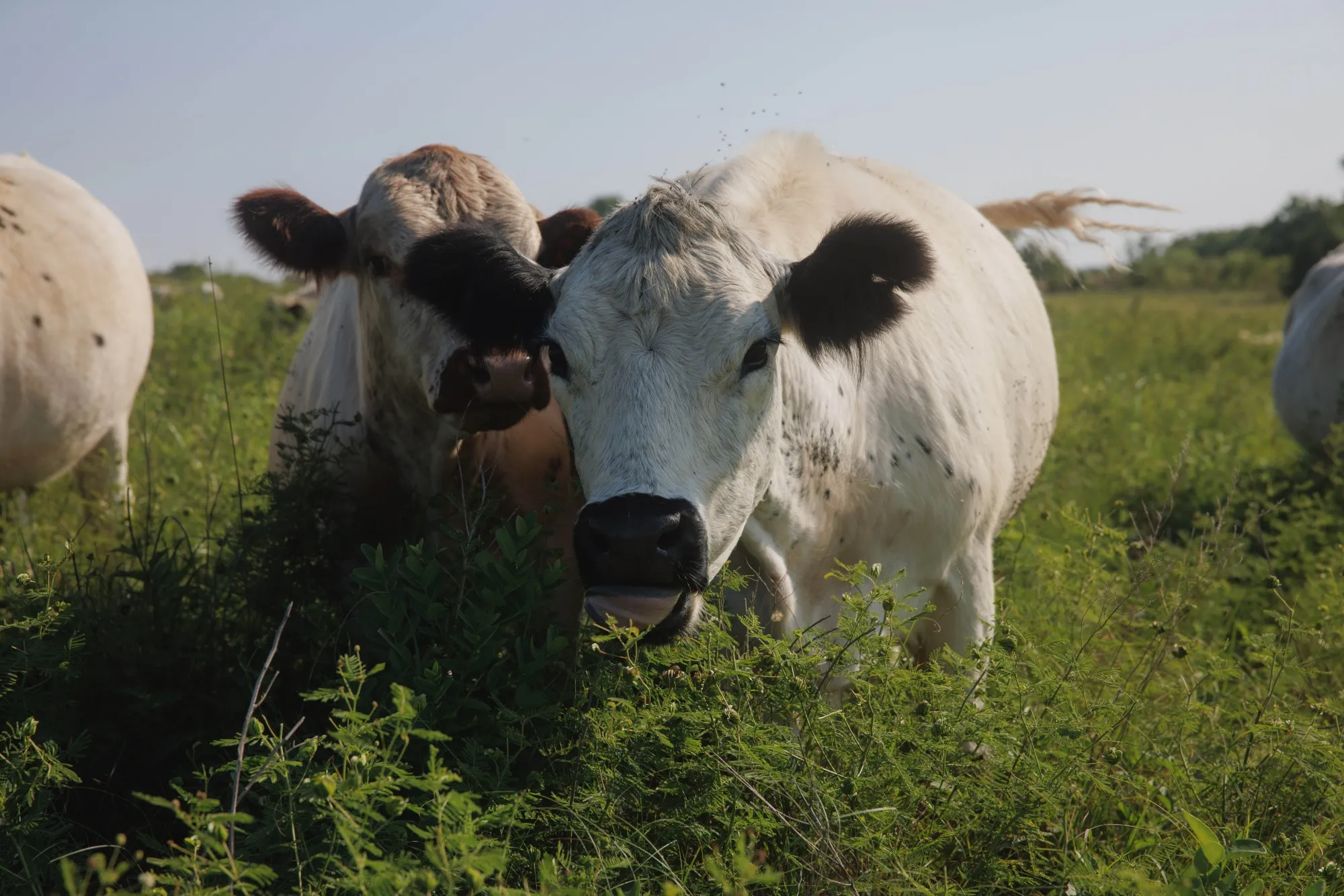Farmers have for centuries bred cattle to improve milk yields and make them more resistant to diseases.