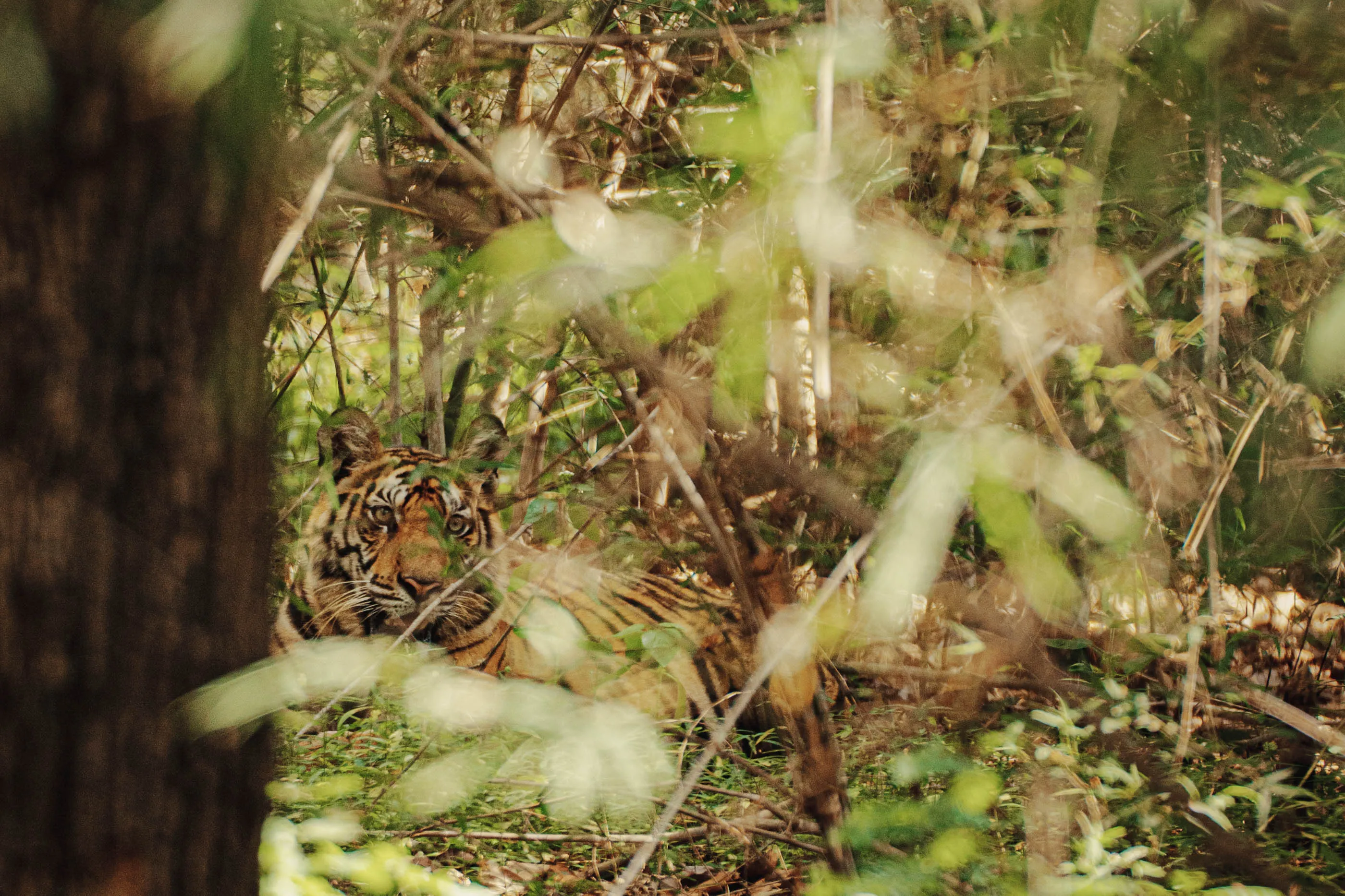 A tiger spotted by the writer in Bandhavgarh National Park.