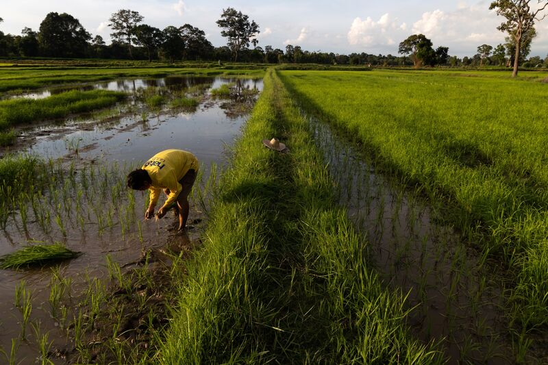 A farmer plants rice in a paddy in Sisaket province, Thailand.