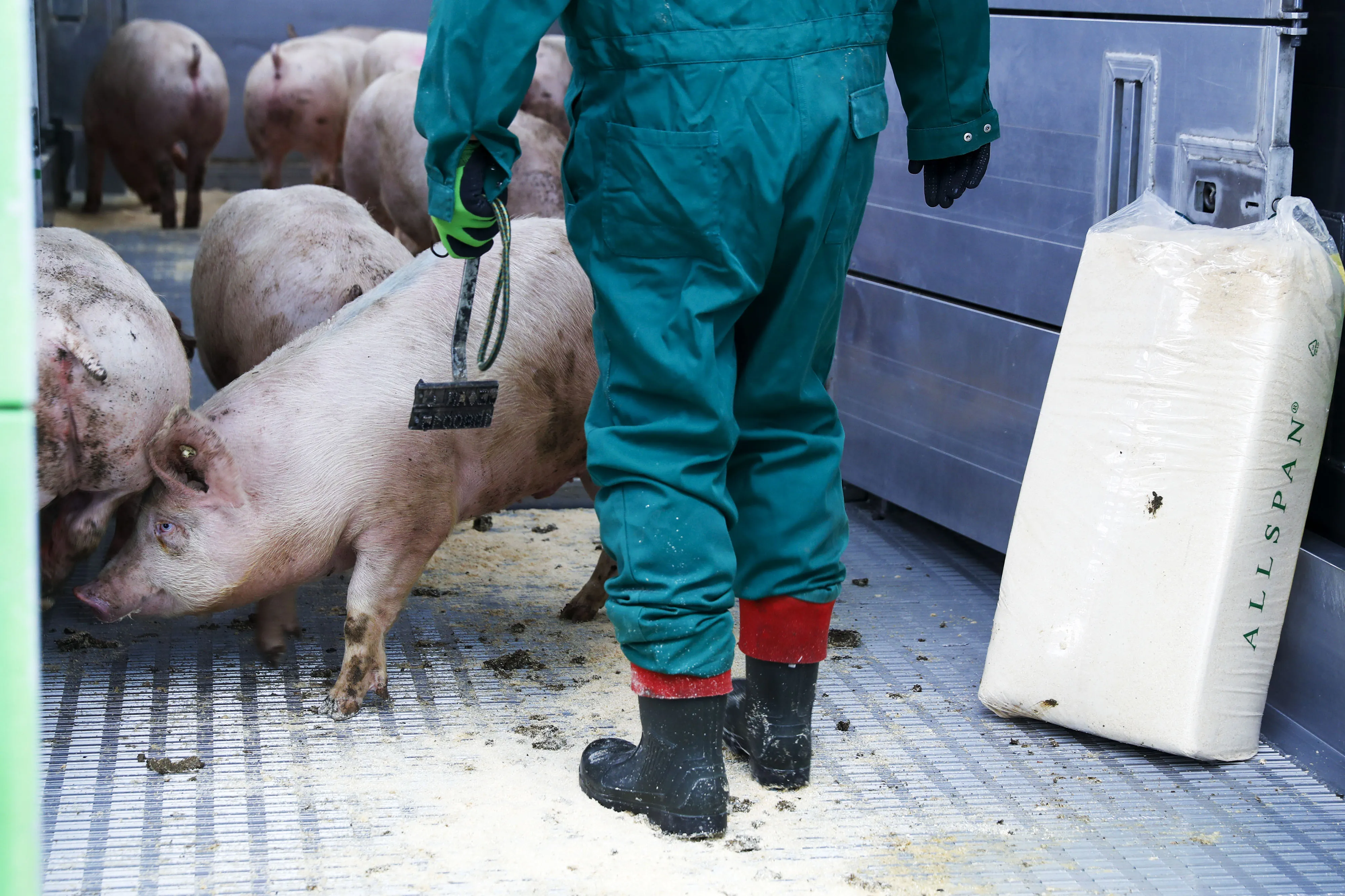 Swine Fever Threatens Europe’s Biggest Pork Producer 