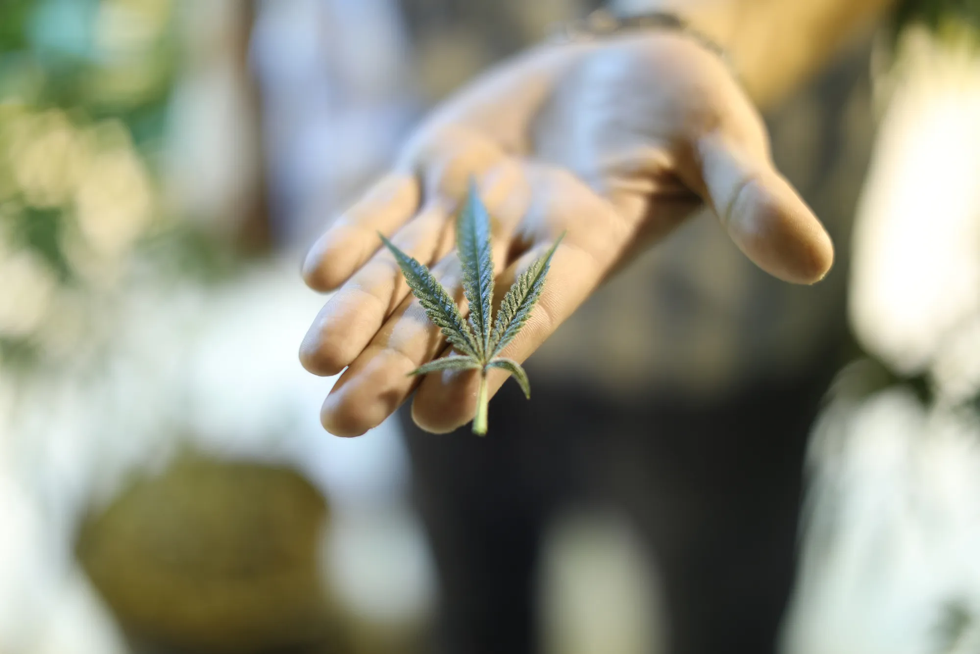 A marijuana leaf is displayed for a photograph at a Bonify grow facility in Winnipeg, Manitoba, Canada, on Wednesday, July 12, 2017. A year before recreational cannabis is expected to become legal in Canada, there's an explosion in companies cultivating the stuff. Some 51 enterprises have gotten the green light to grow pot, and 815 applicants are in the queue.
