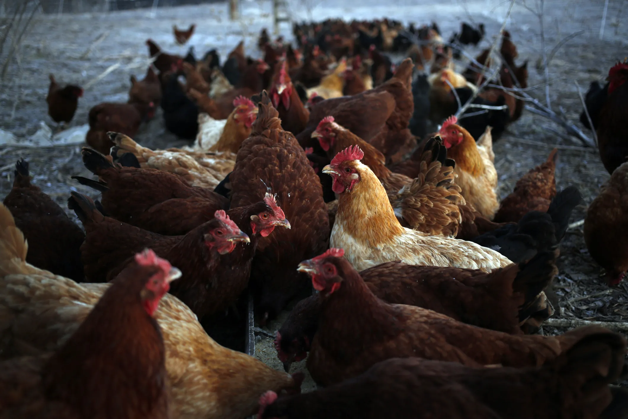 Chickens belonging to organic farmer in Winchester, Kentucky.&nbsp;