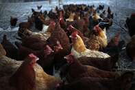Organic Farmer Raises Chicken, Pork, And Beef In Kentucky