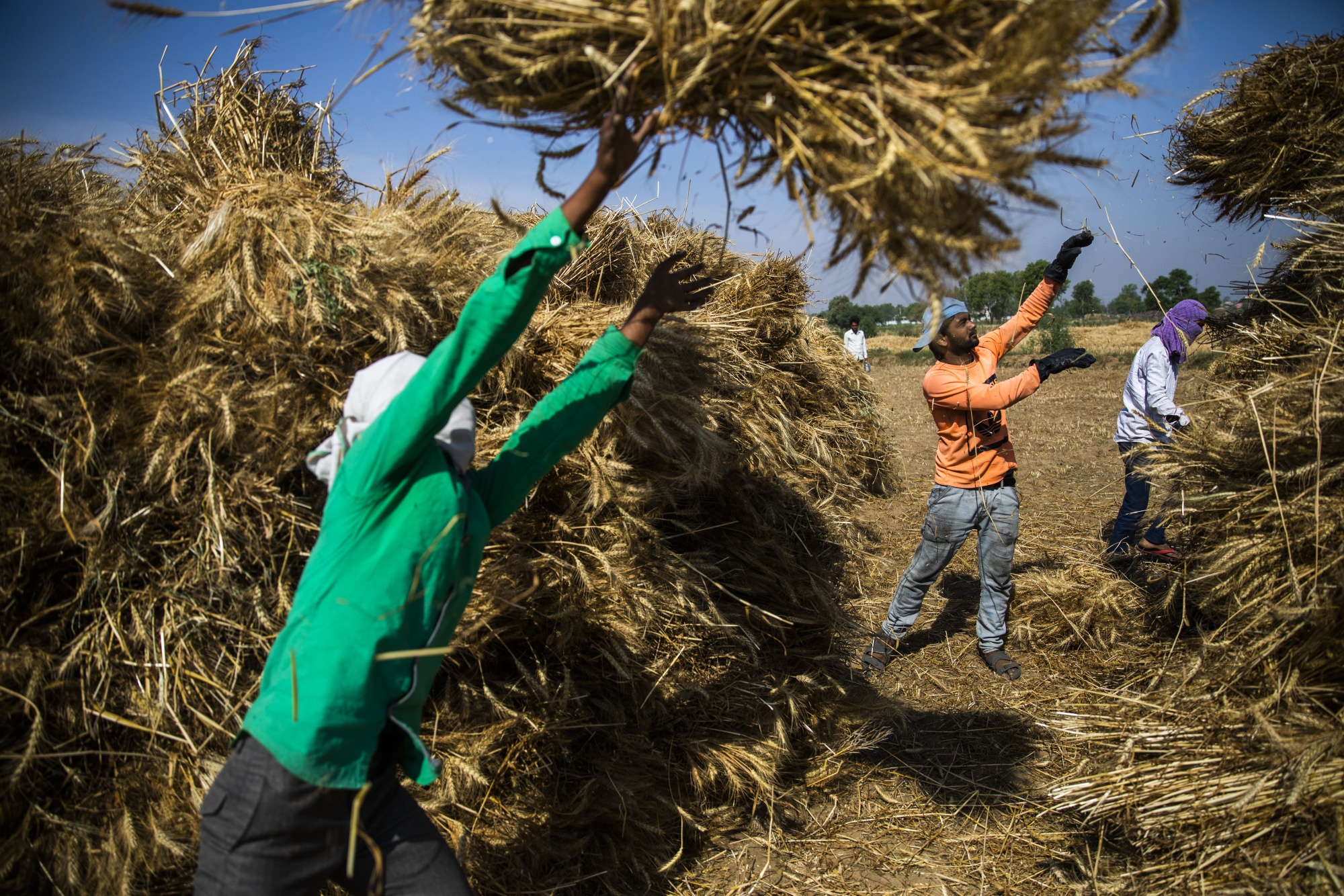 Farmers throws bundles of cut wheat at a field in rural Uttar Pradesh, India, on April 21.