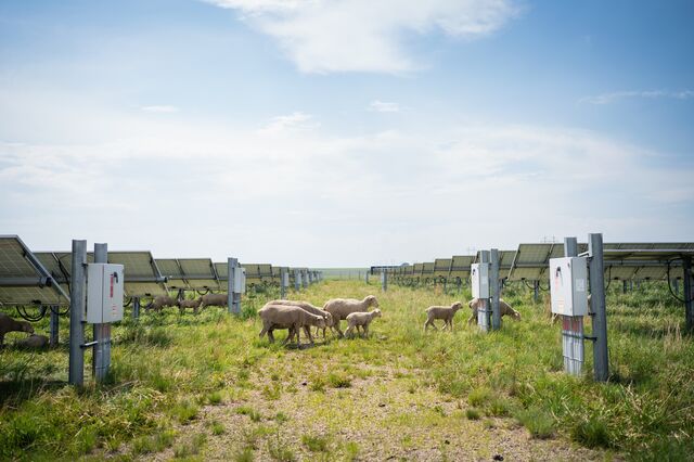 Sheep walk along a solar power generation facility.
