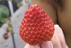 A Strawberry With a $10 Price Tag Helps One Tsunami-Hit Town to Recover