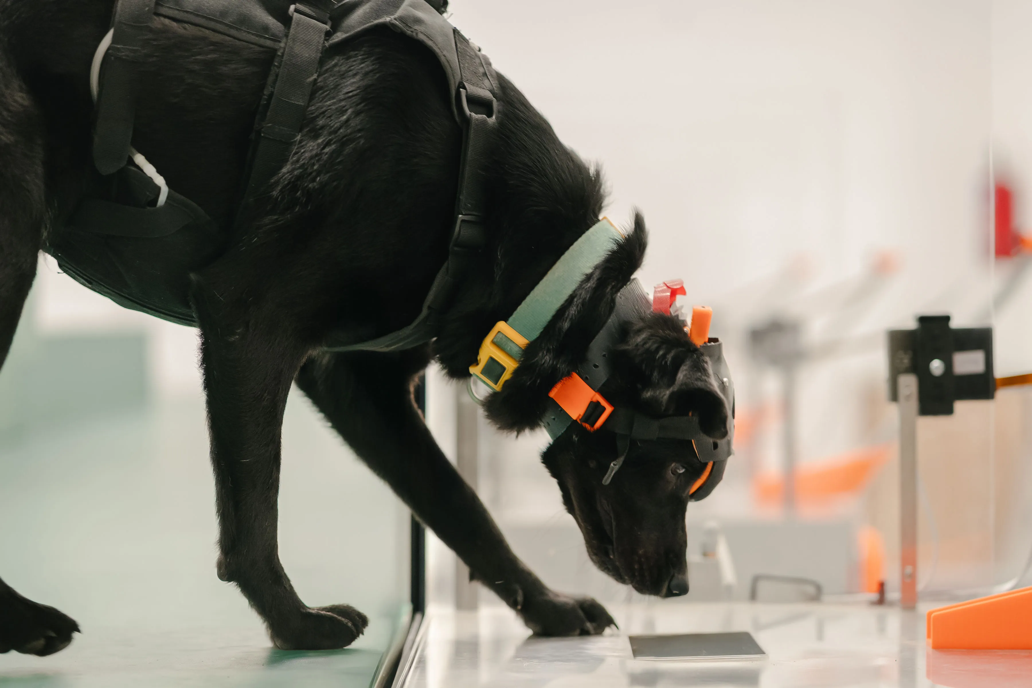 A pup named Chloe performs a sniff test.