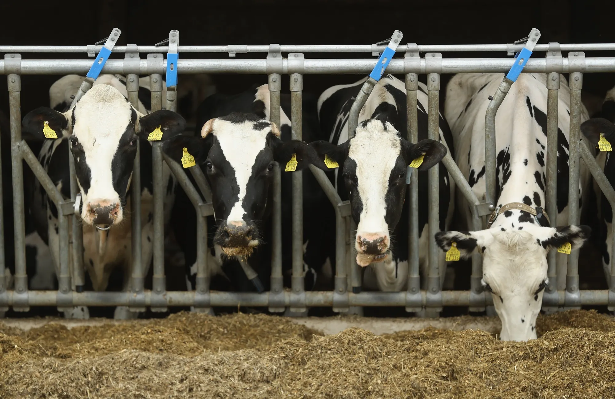 Infections have been reported in 51 herds of cows from nine states.