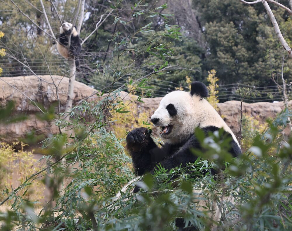 上野動物園のパンダ2頭を9月29日に中国に返還、高齢で体調不良