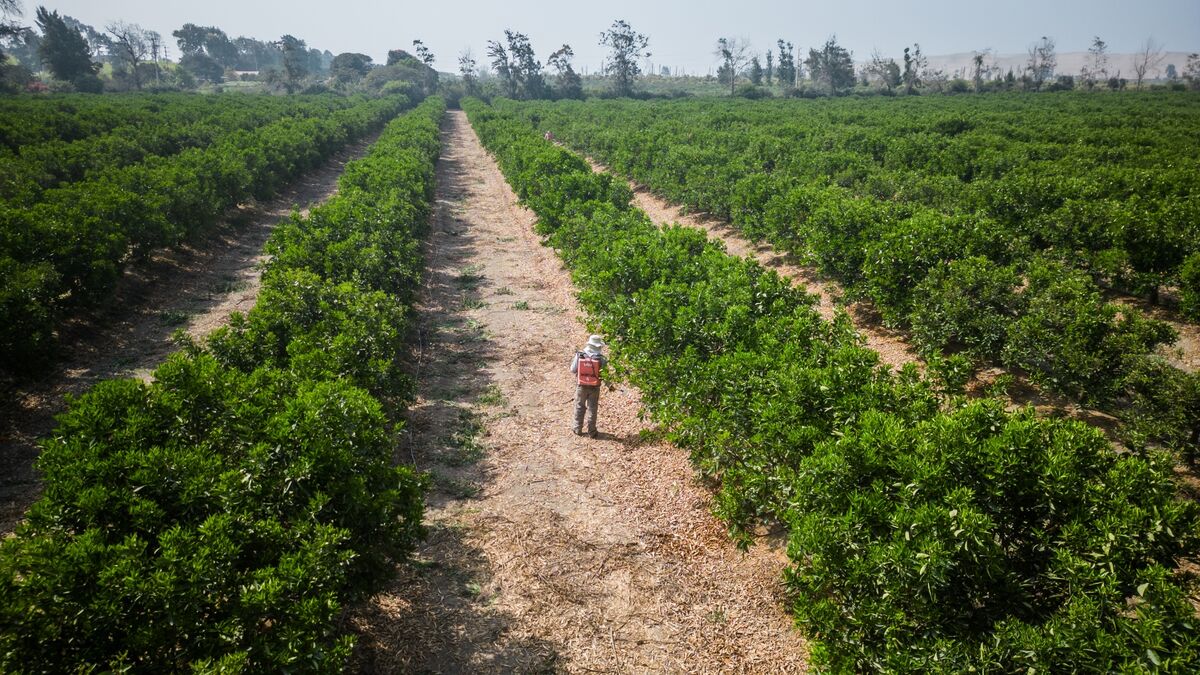 Peru Economic Slowdown: Fishing & Farming Impact
