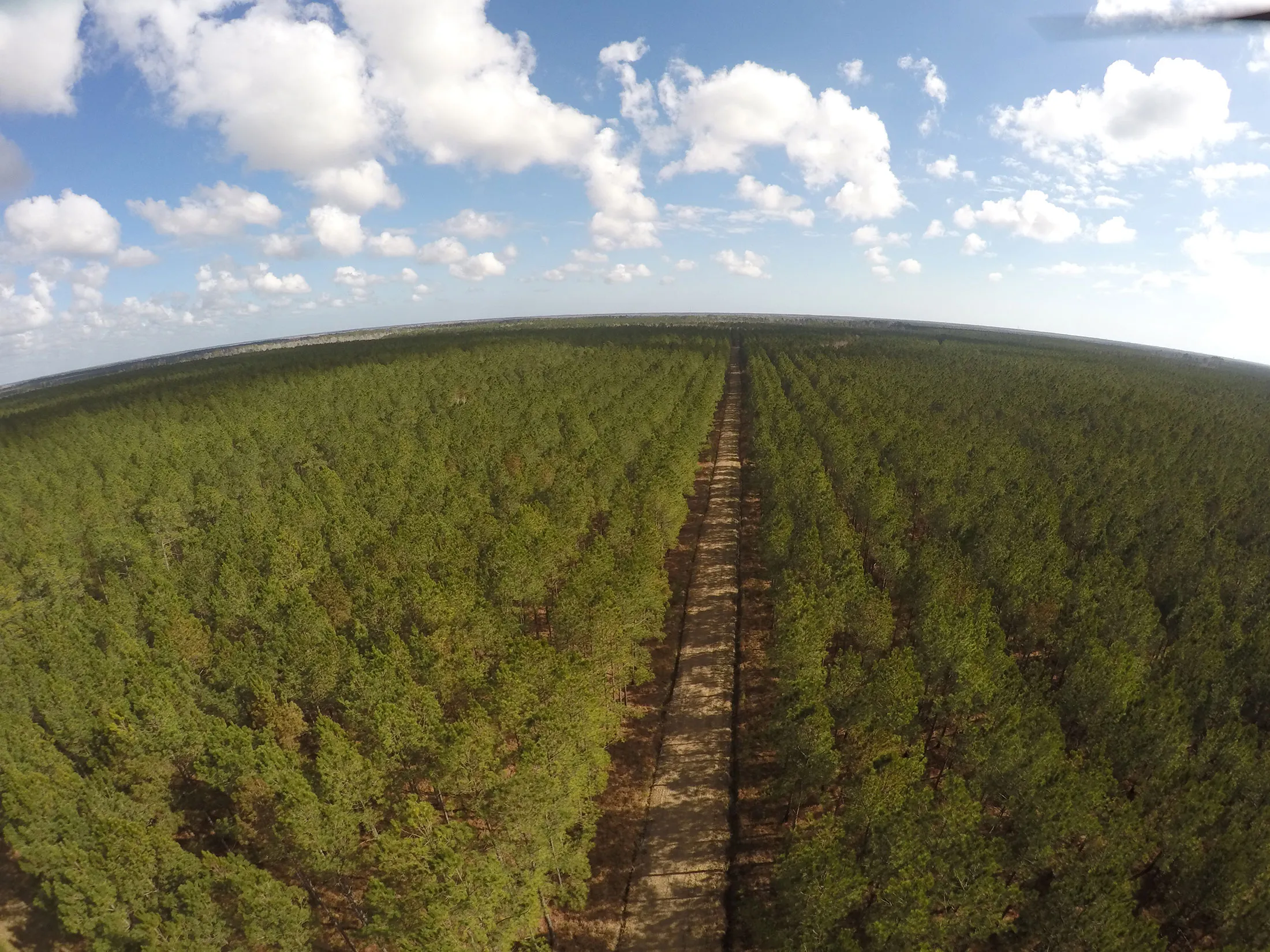 SR-Markets_forest-Arnette2