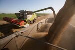 Harvested wheat grain is loaded into a truck during the summer harvest on a farm in Krasnodar, Russia.