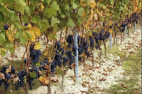Dolcetto Grapes