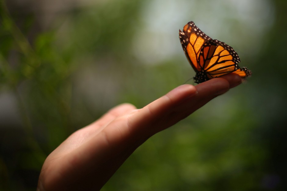 A monarch rests on a visitor's hand during the launch of the month of the monarch butterfly at Chapultepec Zoo in Mexico City in April 2017.