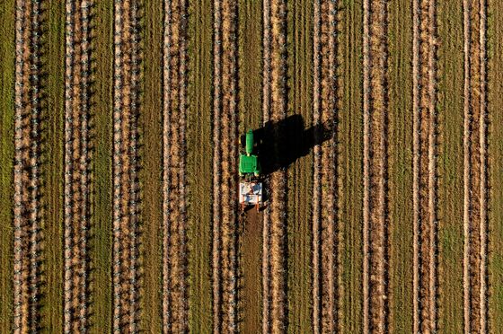 Australia Takes on Mexico’s Tipple (Just Don’t Call It Tequila)