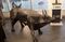The 120-pound 3-D printed bull.