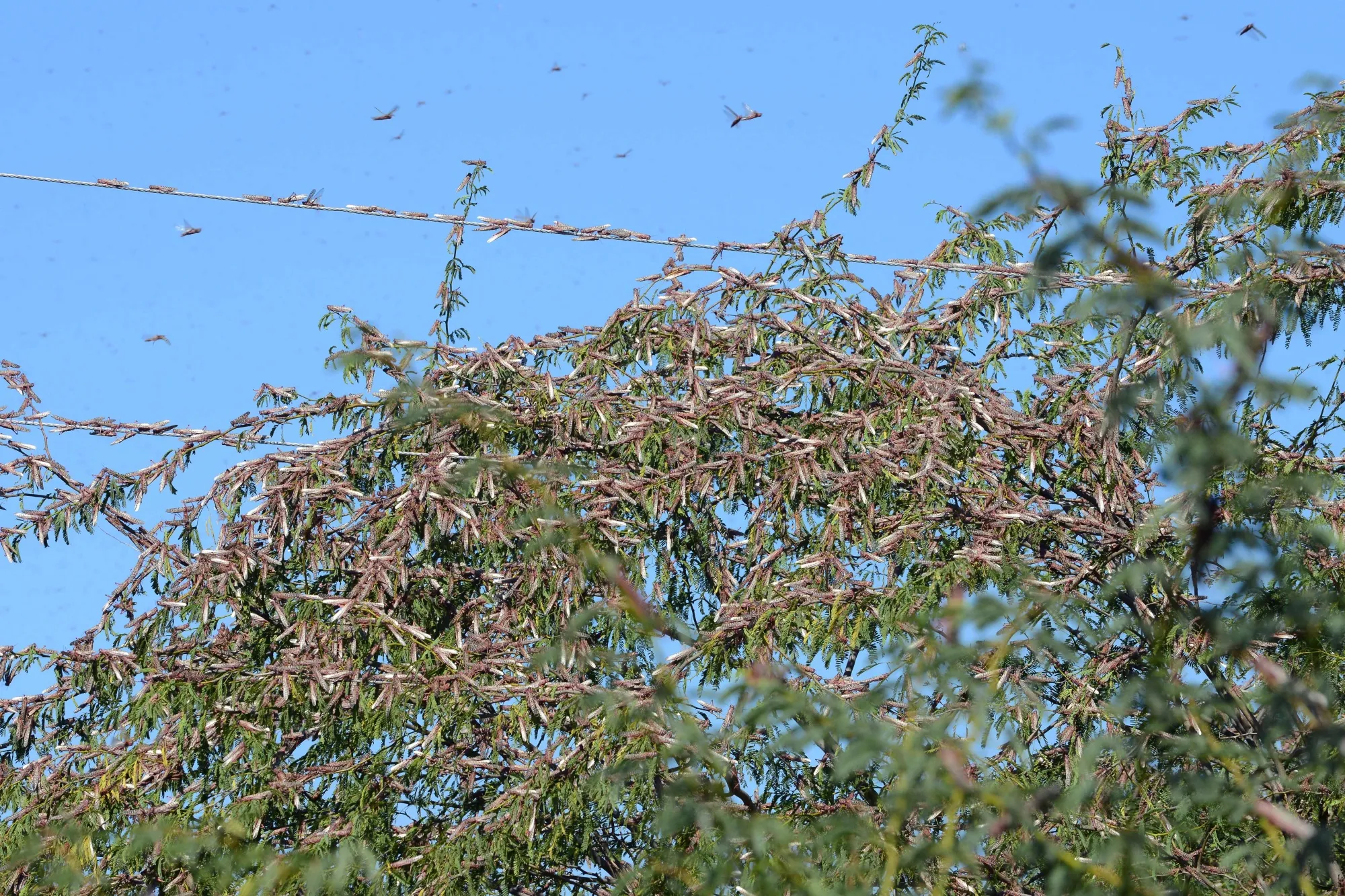 Swarms of Locusts Are Wreaking Havoc on Key Indian Crops - Bloomberg