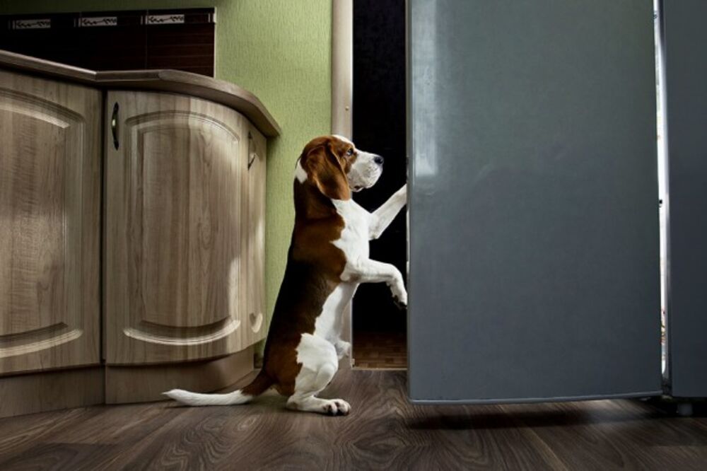 dog food in the fridge