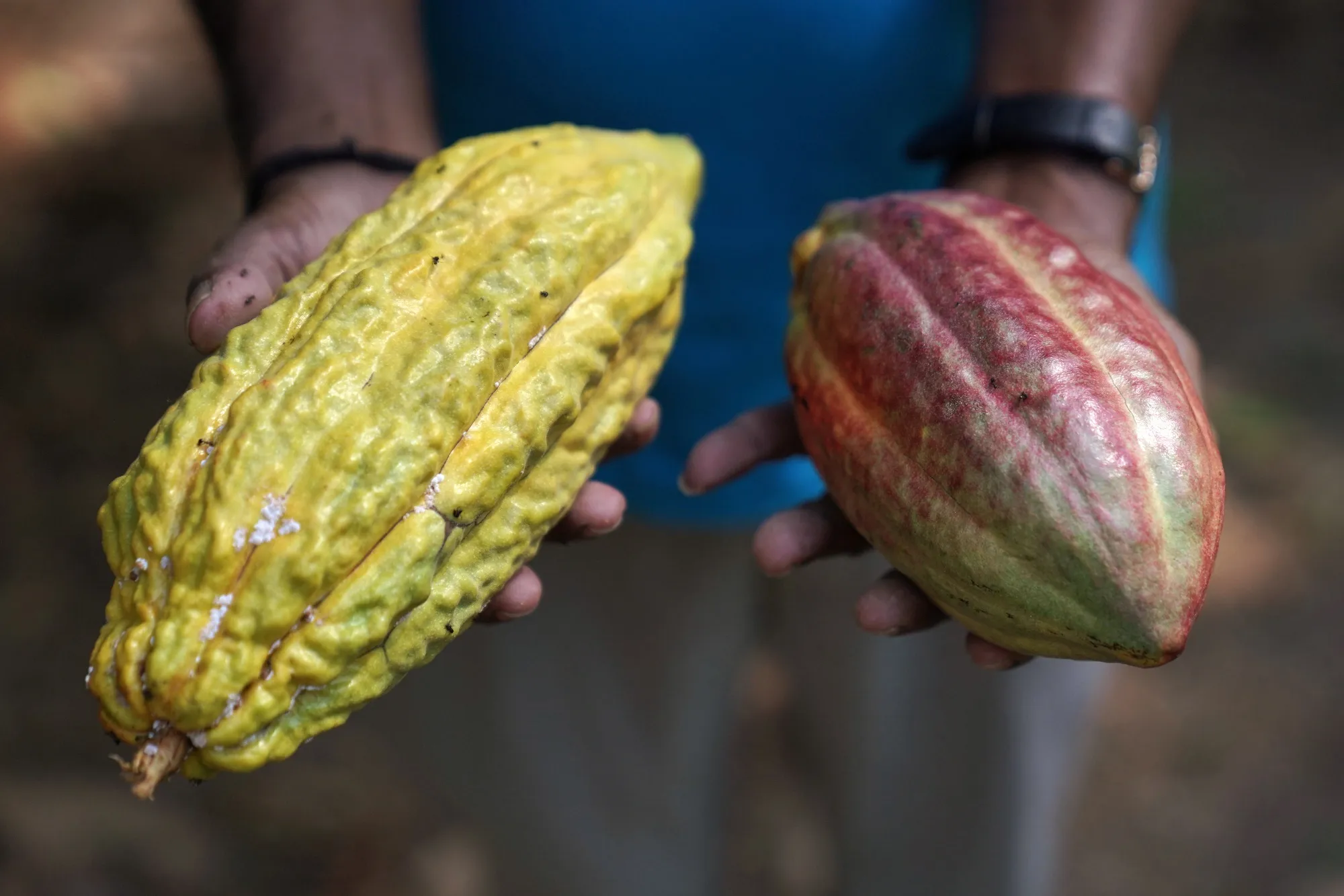 Cocoa fruits in Railaku, Timor-Leste.