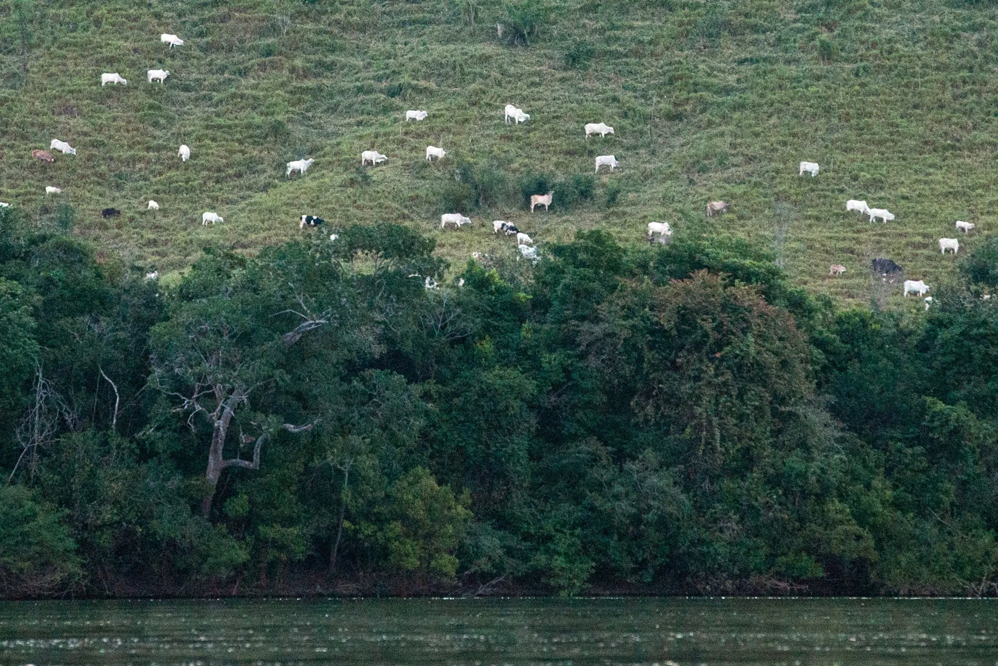 Cattle on pastures cultivated in the rainforest next to the Xingu River in Sao Felix do Xingu, Brazil.&nbsp;The first muvuca project started in 2006 in the basin of the Xingu River.