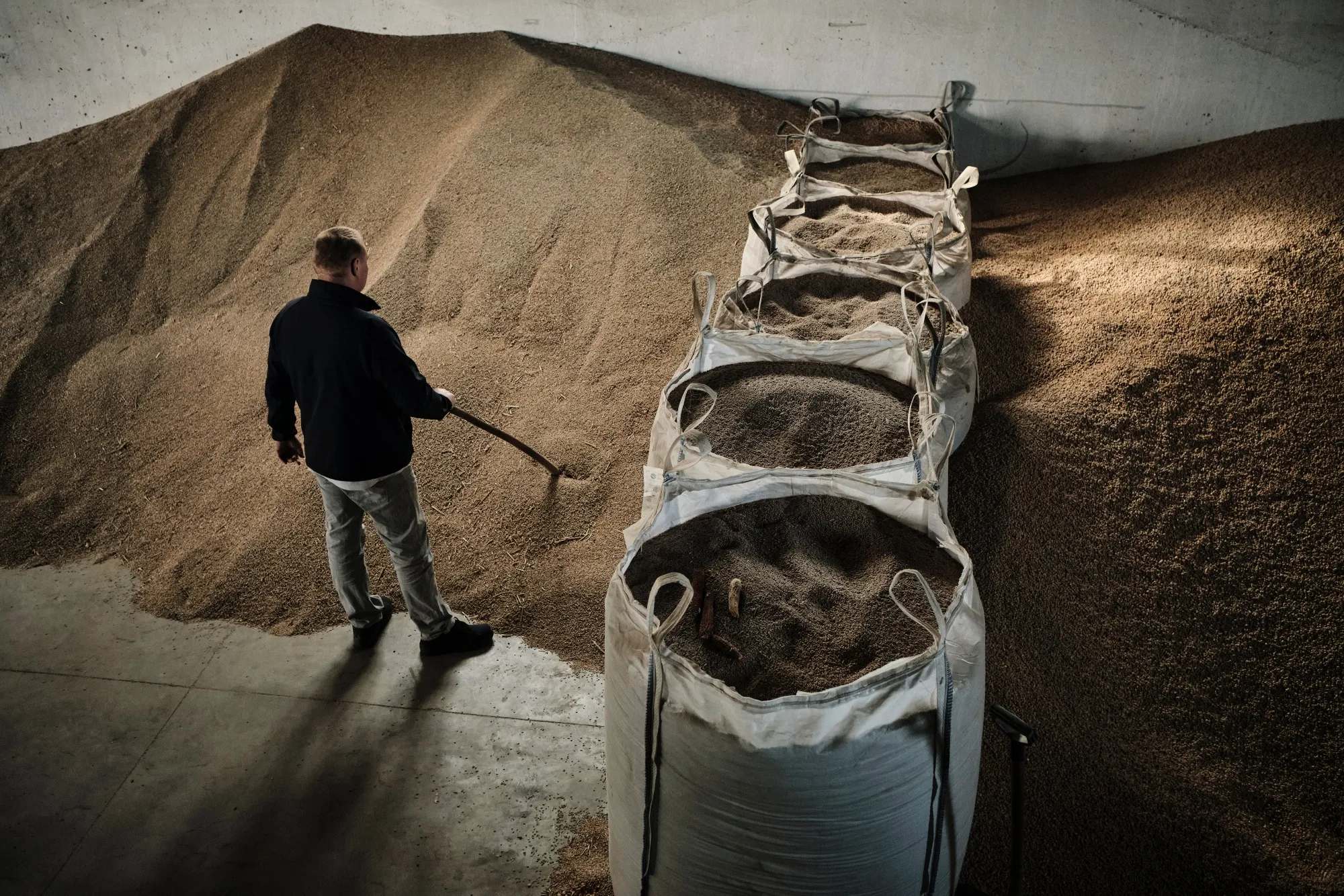 A farmer moves rye grain stores on a farm in Poland.
