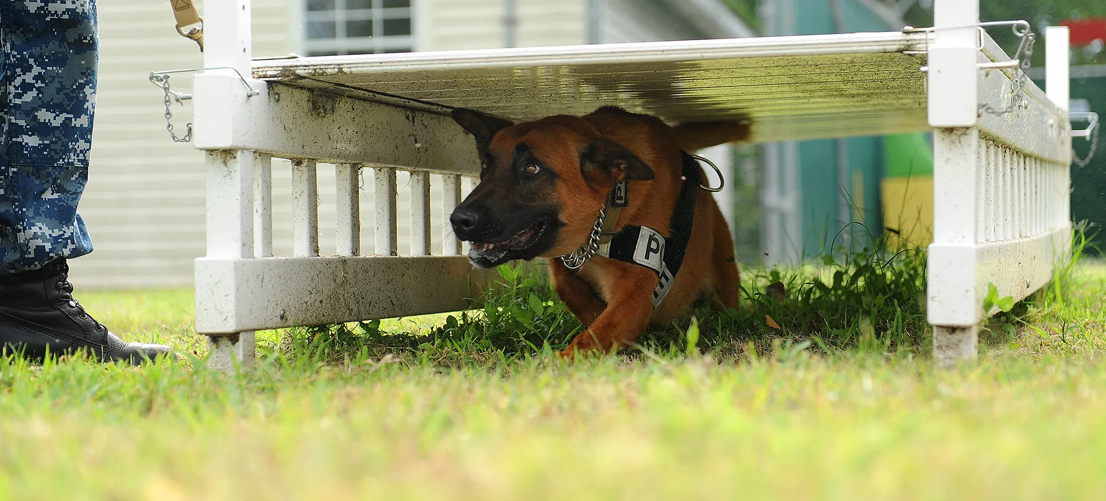 Military Dogs Are Becoming an Increasingly Precious Weapon - Bloomberg