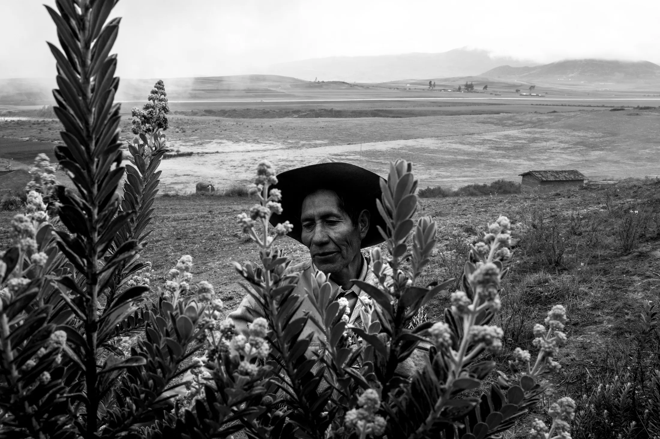 Cleto Cusipaucar, a guide at MIL's immersive experience, stands at amongst some plants. A large field is seen in the background behind him.