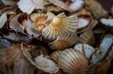 French Scallop Fishermen at Channel Fishing Port