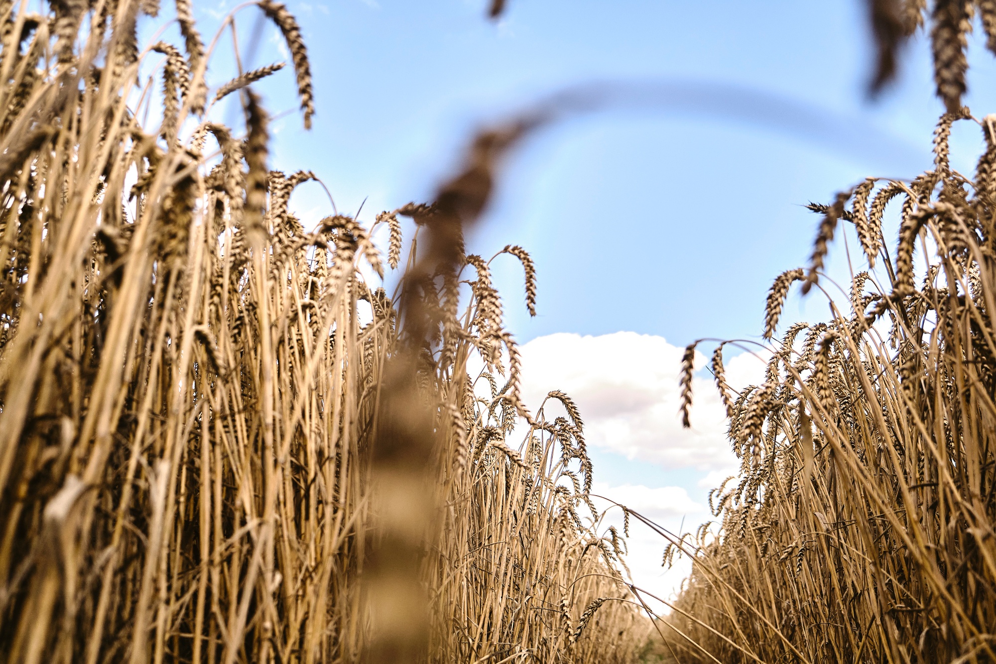 US Rejected Yochow Cargo of Polish Wheat Carrying Contaminated Seeds