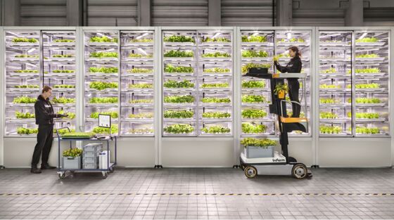 Urban Farming Startup Infarm Gets Backing From Qatar Wealth Fund