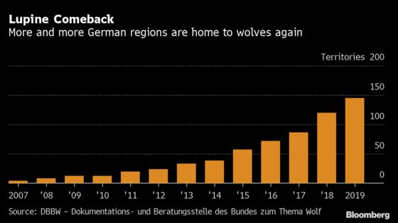 German Wolf Attacks ‘Spiraling Out of Control,’ Farm Lobby Warns