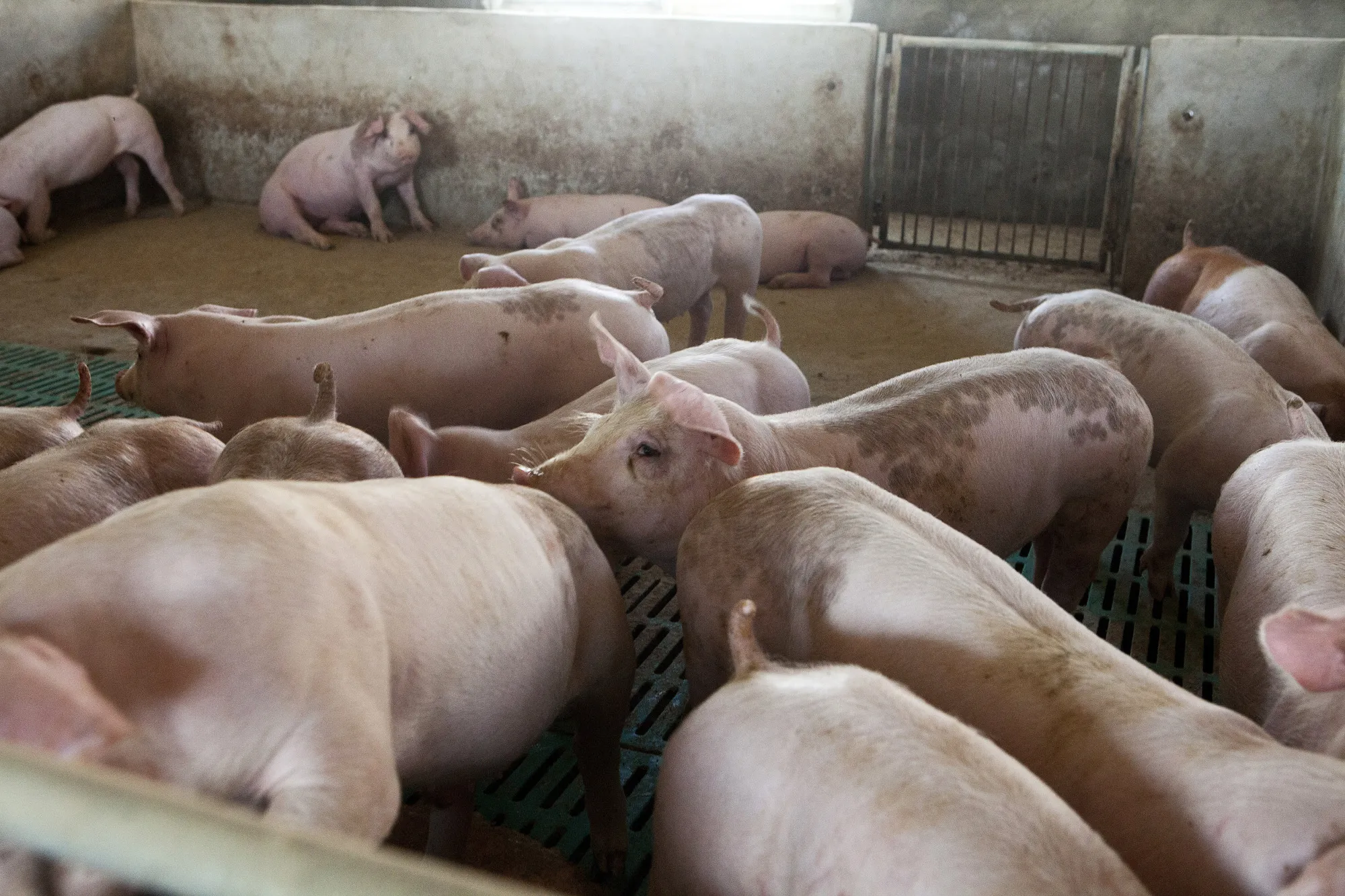 Operations at the Tianjin Tianjiao Group Hog Feed Producer