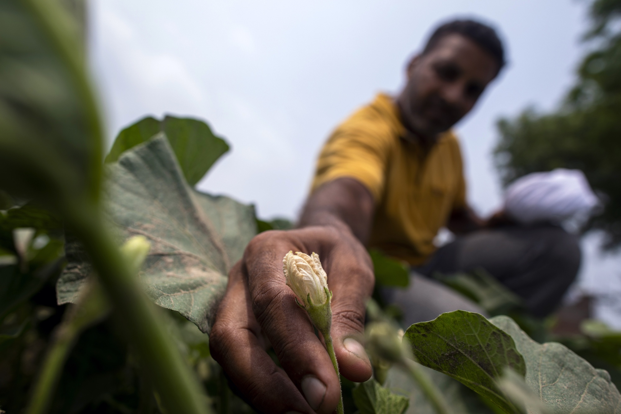 From rice and wheat to millets? India's Water Crisis Is Becoming a Problem for Modi