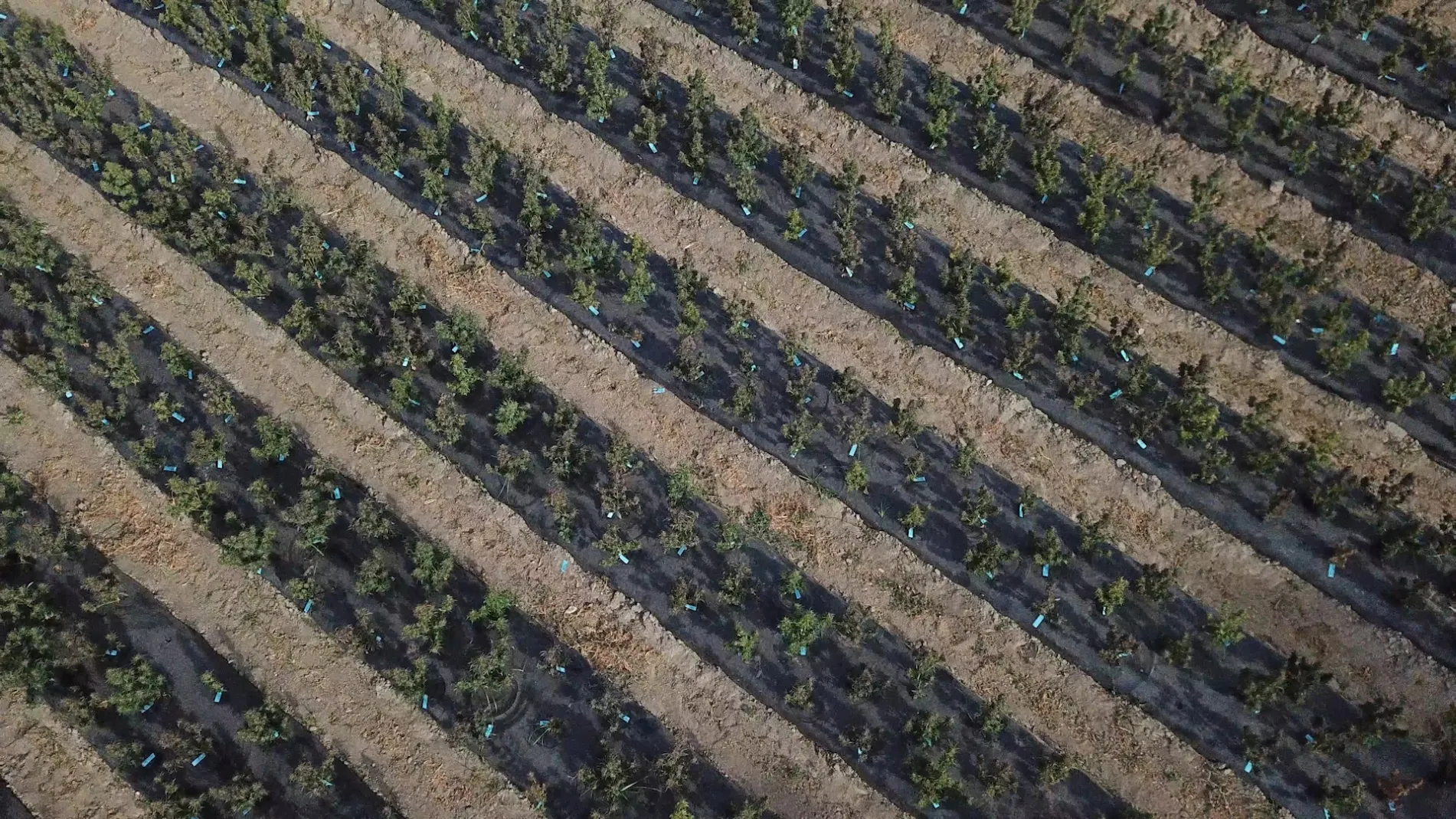Marijuana farm