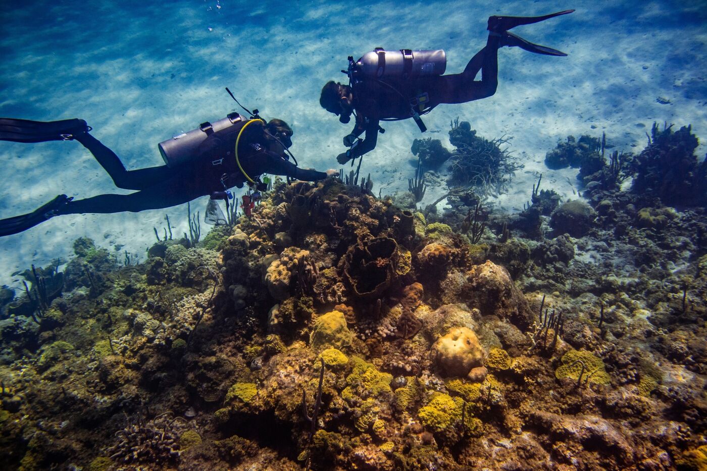 The world's coral reefs are dying. Shedd scientists in the Bahamas are searchig for a chance for their survival.