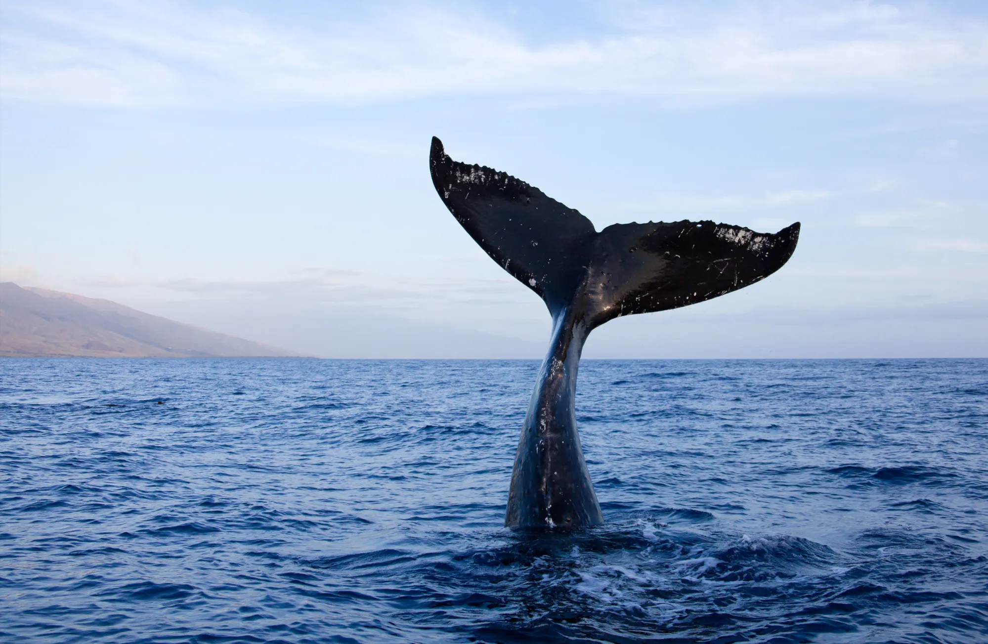 Whales are excellent carbon sinks.