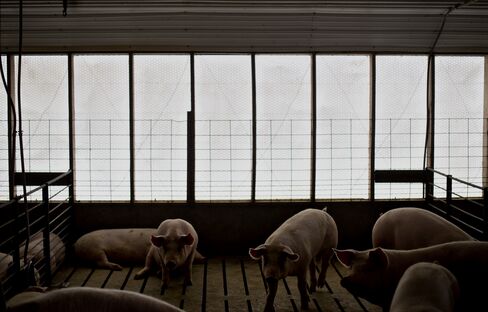 Hog Glut Gains as U.S. Exports Drop Most in Decade