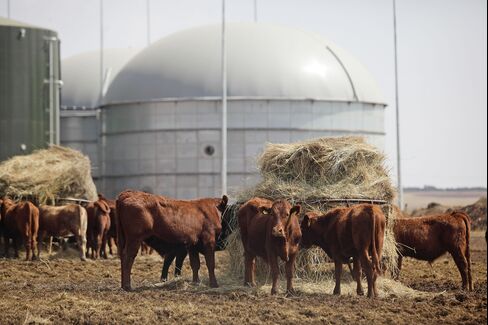 The open pen at the Bio2Watt renewable energy plant