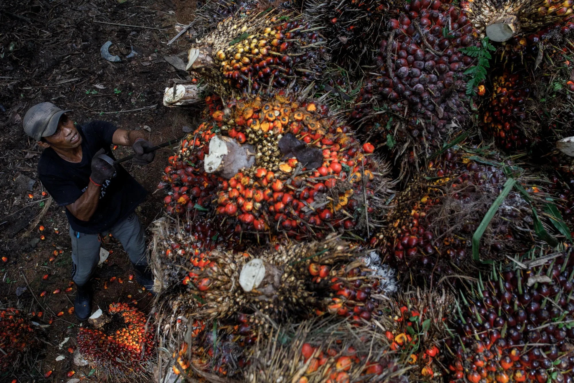 Palm oil fruit harvesting in Malaysia.