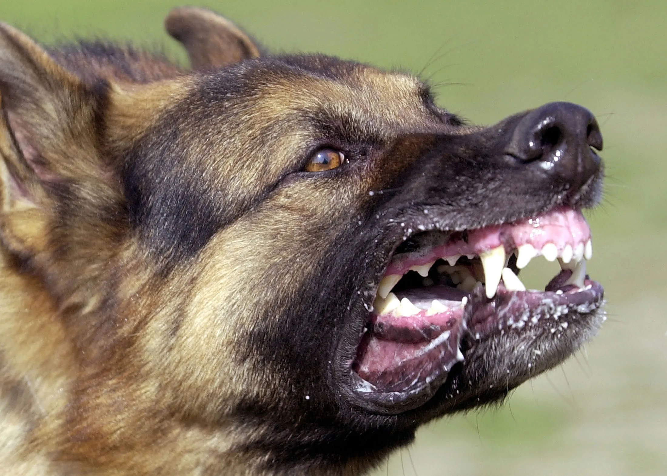 A German Shepherd bares its teeth.