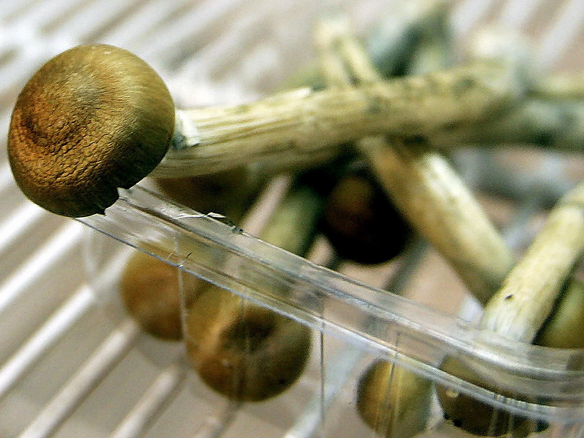 Magic Mushrooms