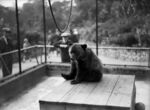 A young grizzly bear at London Zoo, 1931.