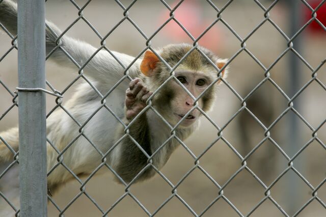 A macaque rhesus at the Alpha Genesis facility in South Carolina