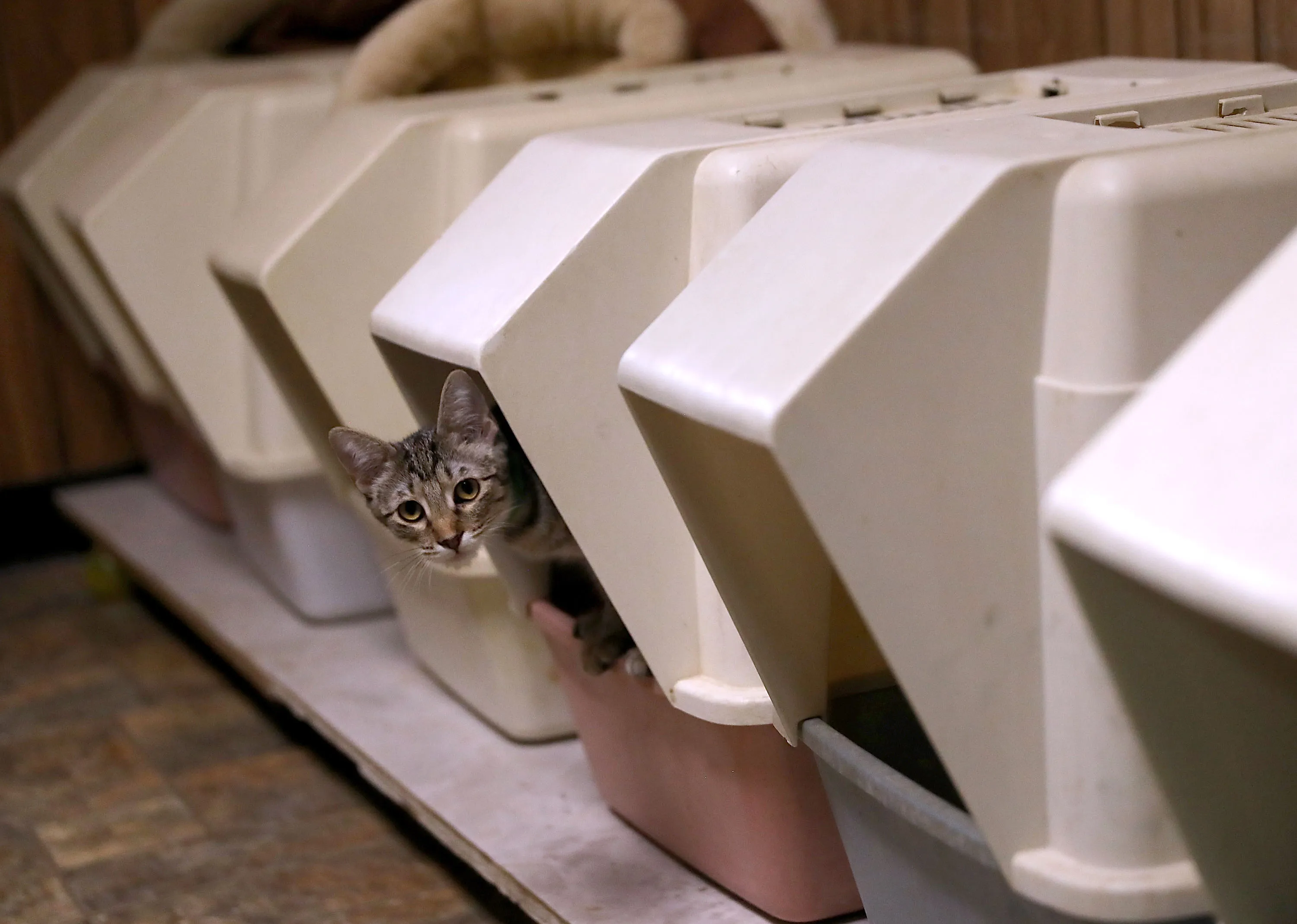 Sales of cat litter at US retail stores jumped almost 10% in the year ended March 23 to about $2.9 billion.