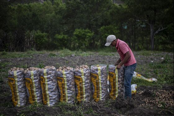 Peru Risks Hunger Spike on Fertilizer Shortages, Food Producers Warn