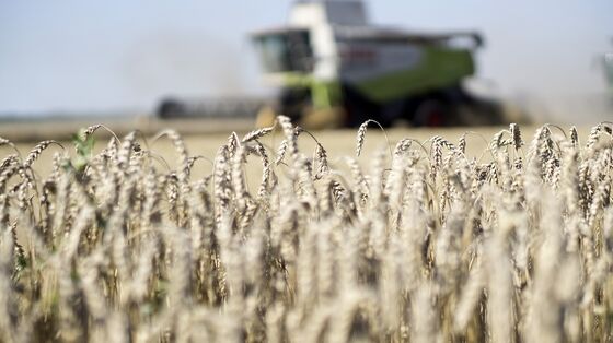 Bumper Wheat Crop Looms Again in Australia on Ample Rains