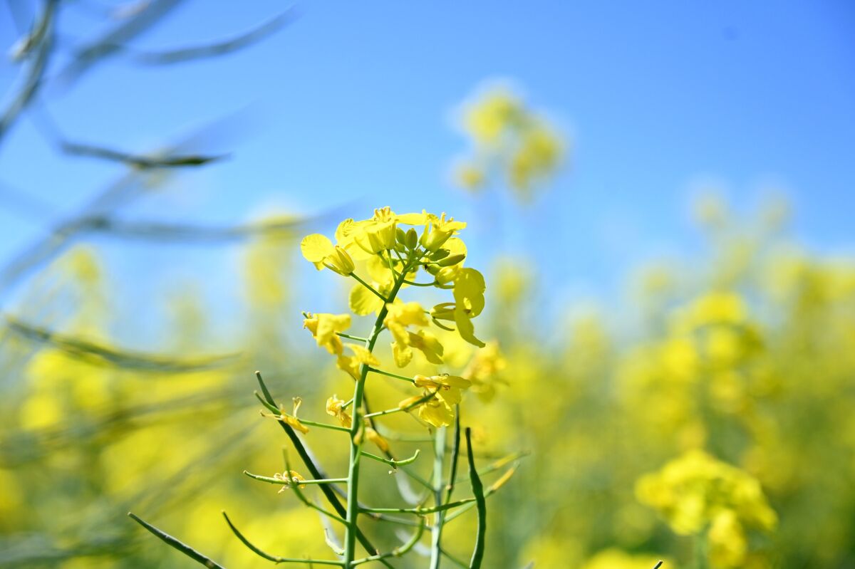 Chinese Crushers Seek Australian Canola on Trade Pact Hopes
