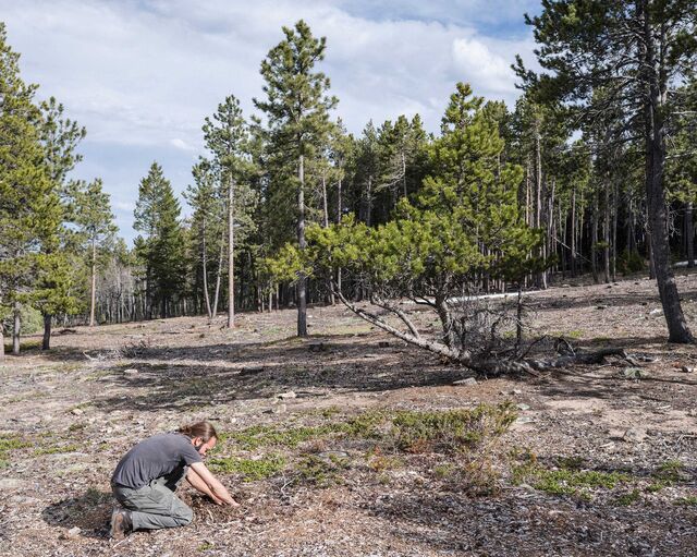 Hedstrom digs a hole while surveying an area near Gold Hill, Colorado that has been treated with Boulder Mushroom’s solution.