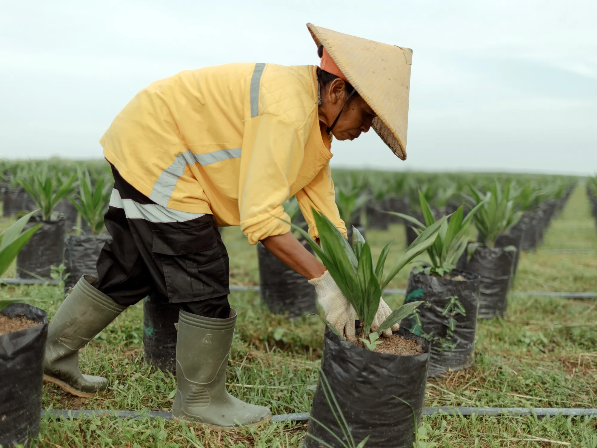 Palm oil&nbsp;is ultimately solar energy, soaked up by trees and converted into fatty fruit that can be crushed and refined into biodiesel.