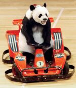 PANDA PERFORMS AT THE CHINESE ACROBATS ARTS FESTIVAL IN BEIJING.